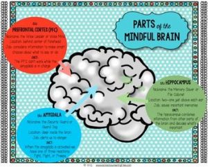 mindful brain